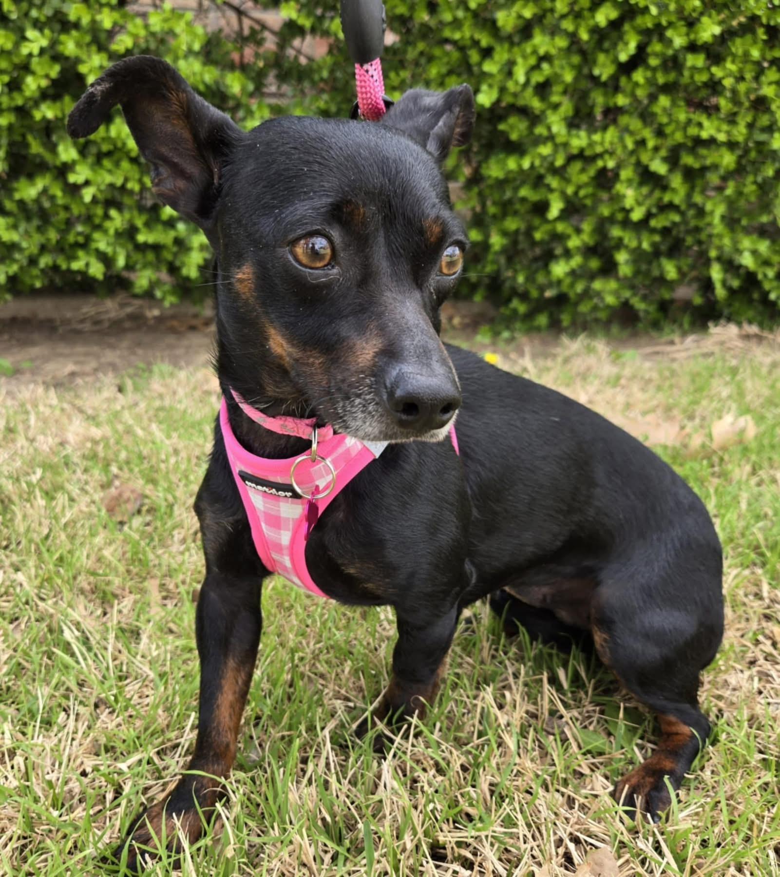 SANDY, a Adoptable mixed breed in Grand Prairie, TX image 2/4