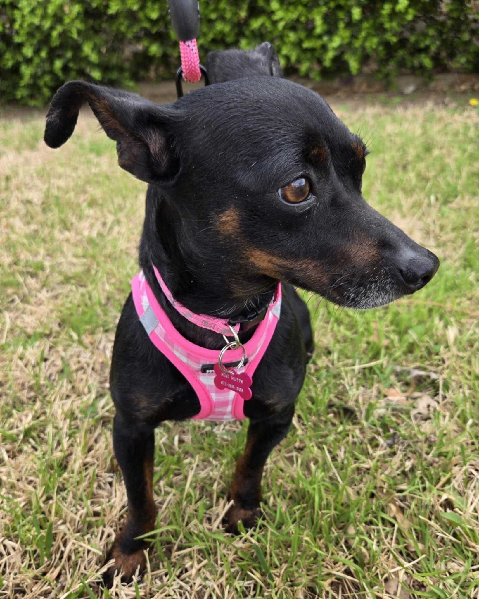 SANDY, a Adoptable mixed breed in Grand Prairie, TX image 3/4