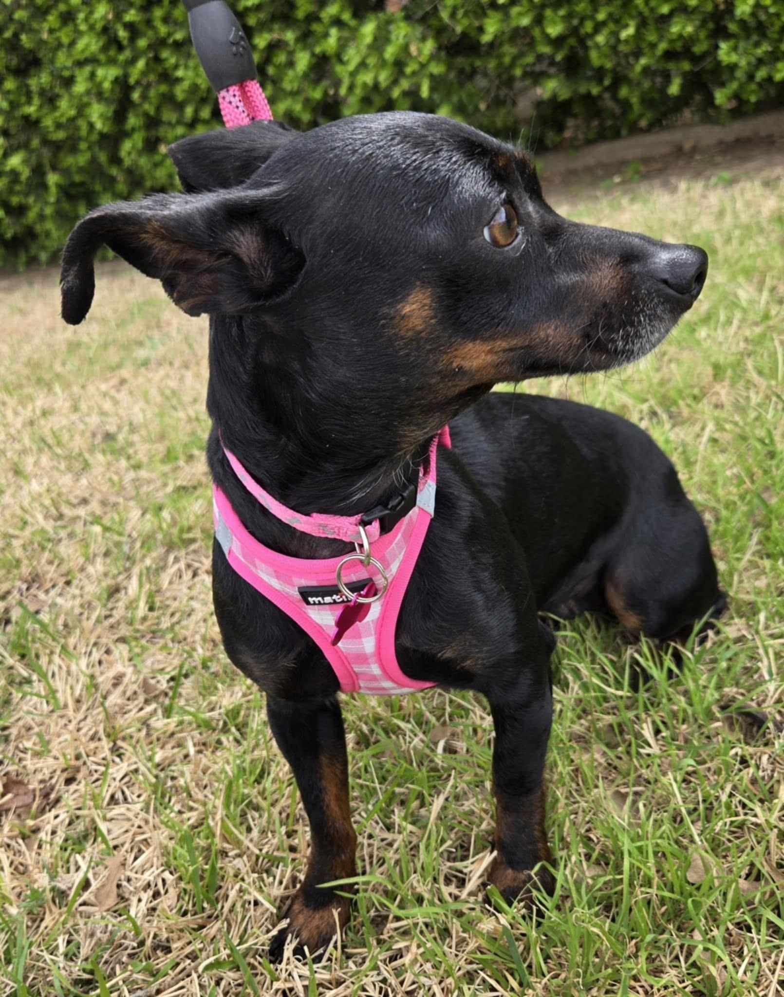 SANDY, a Adoptable mixed breed in Grand Prairie, TX image 4/4