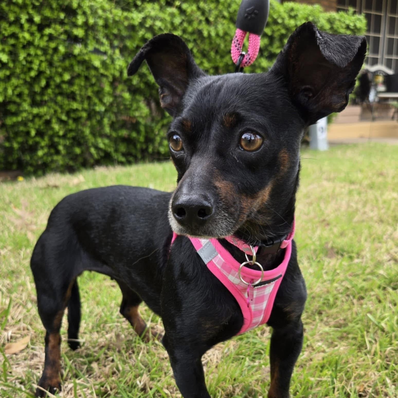 SANDY, Adoptable, Adult Female Miniature Pinscher & Chihuahua.