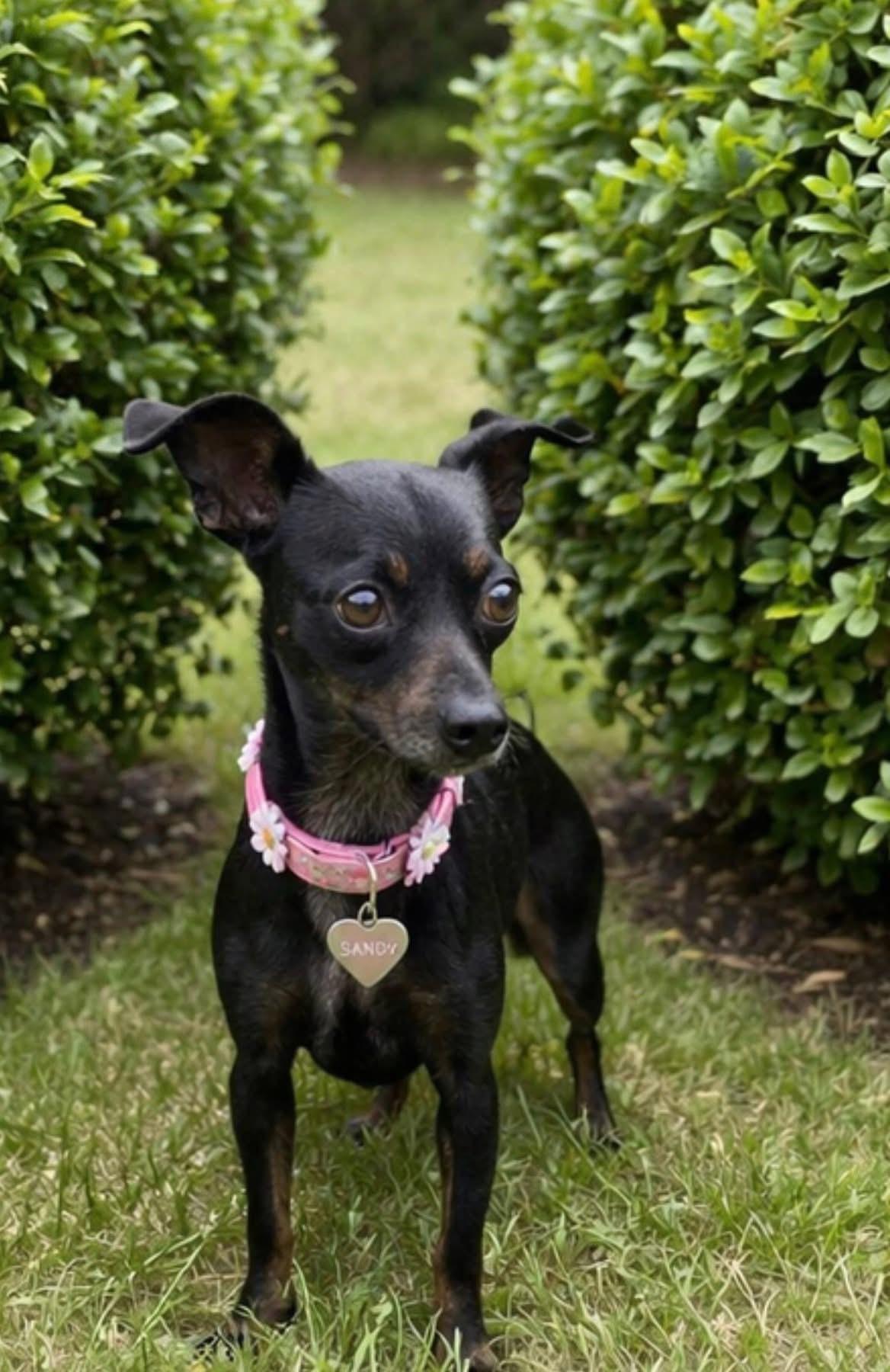 Enlarge SANDY, a Adoptable mixed breed in Grand Prairie, TX image 6/6