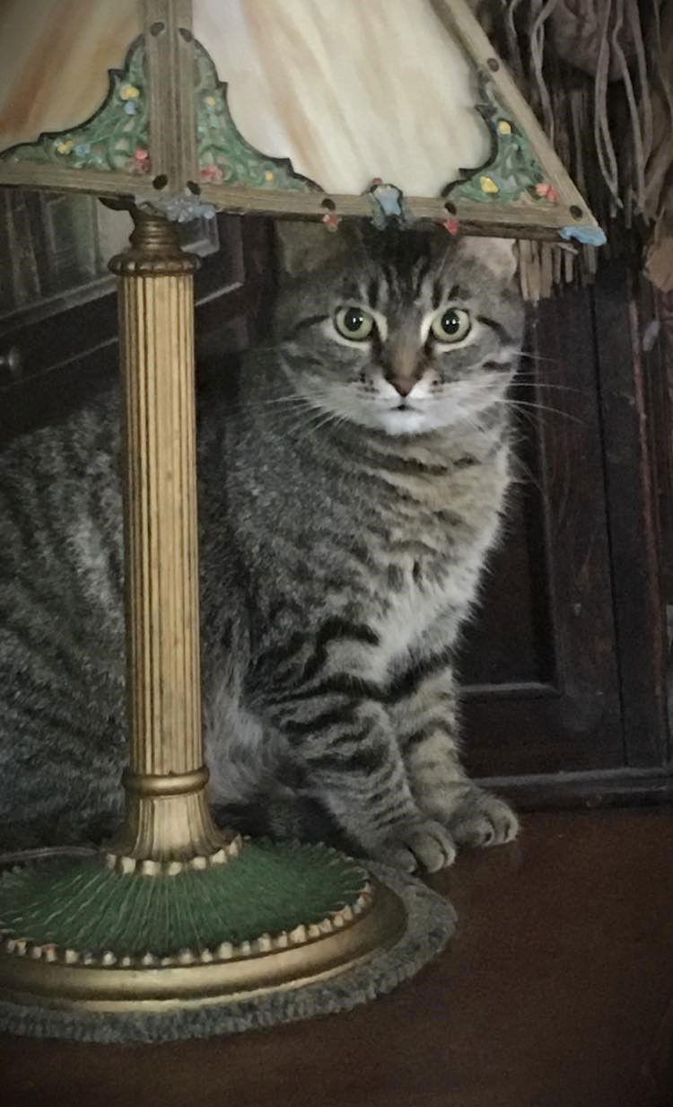 Lovebug, Adoptable, Adult Female Tabby.