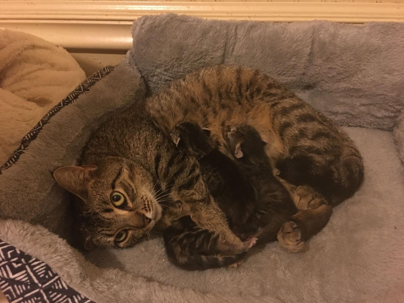 Lovebug, a Adoptable Tabby in Versailles, KY image 2/6