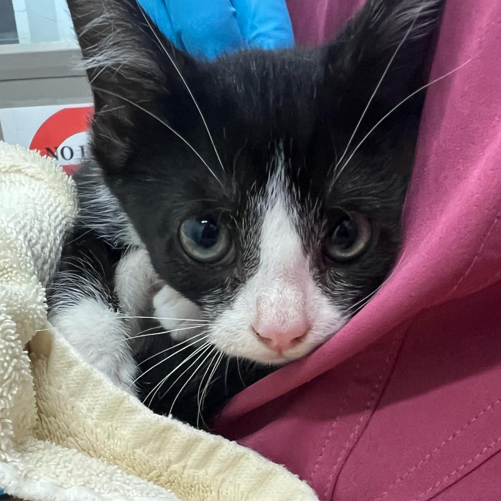 Enlarge Wonderful (Bonded to Terrific), a Adoptable Domestic Short Hair in Marshall, VA image 1/2