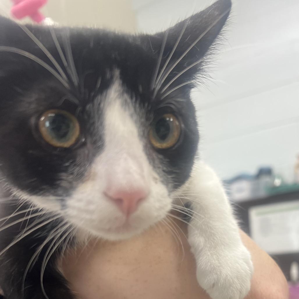 Enlarge Wonderful (Bonded to Terrific), a Adoptable Domestic Short Hair in Marshall, VA image 2/2