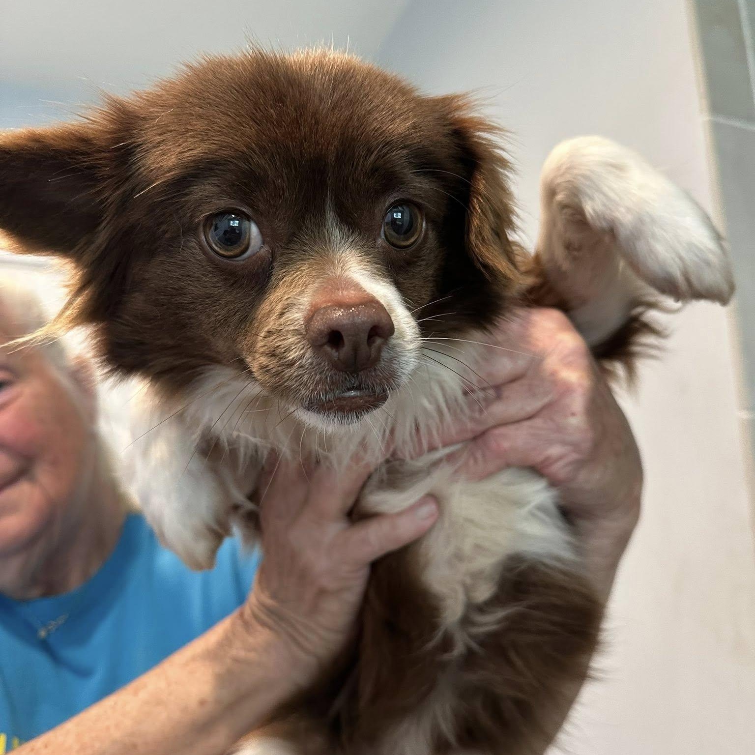 Enlarge Ariel, a Adoptable mixed breed in Agua Dulce, CA image 1/1