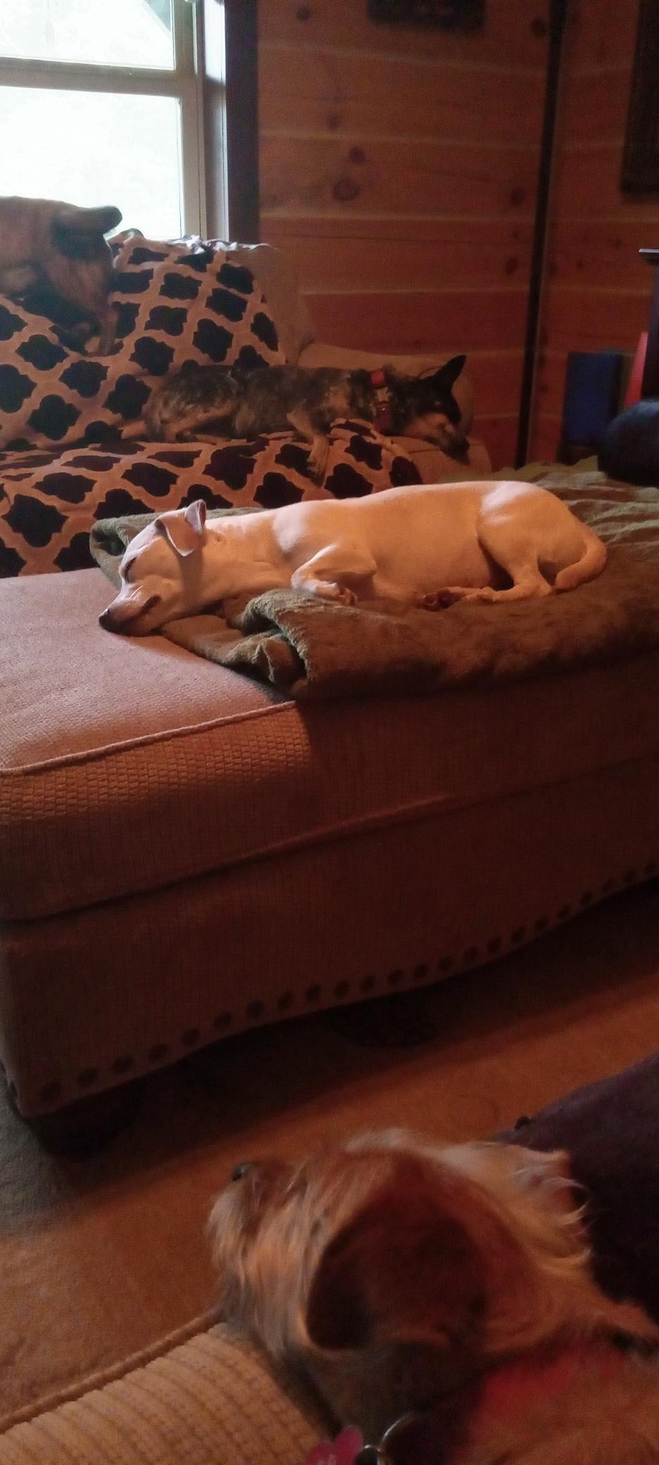 Amy, Adoptable, Adult Female Dachshund & Chihuahua.