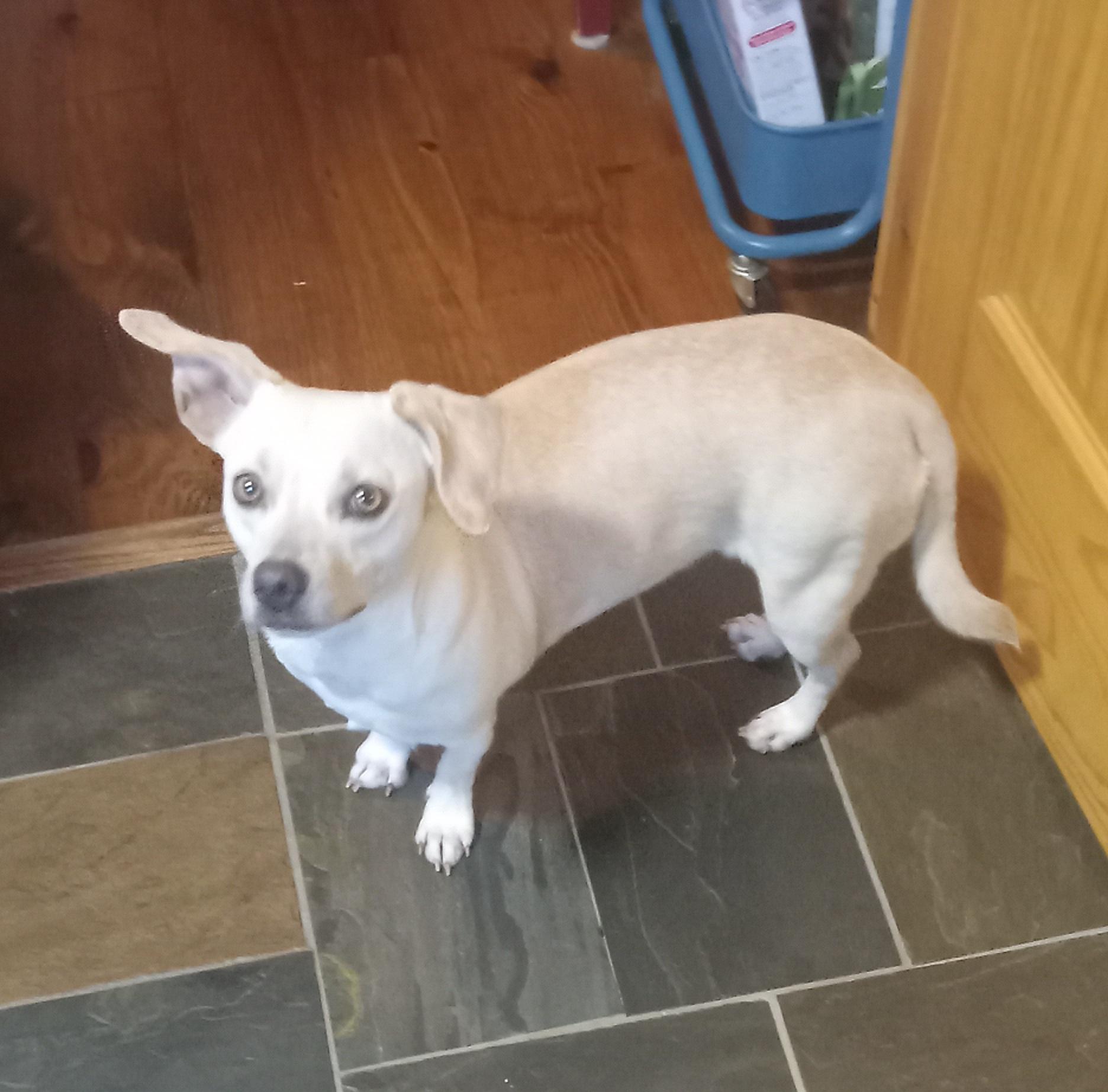 Enlarge Amy, a Adoptable mixed breed in Tracy City , TN image 2/3