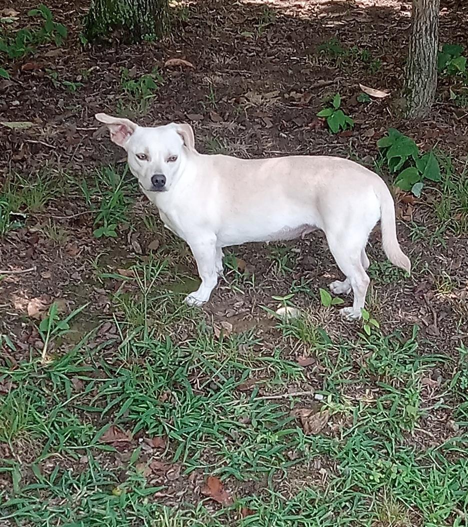 Enlarge Amy, a Adoptable mixed breed in Tracy City , TN image 3/3