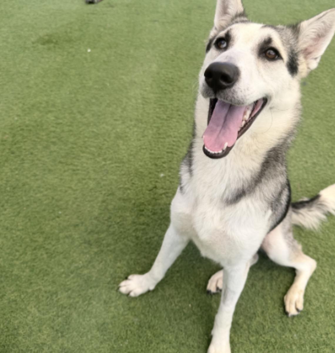 Enlarge Muffin, a Adoptable Husky in Arvada, CO image 3/6