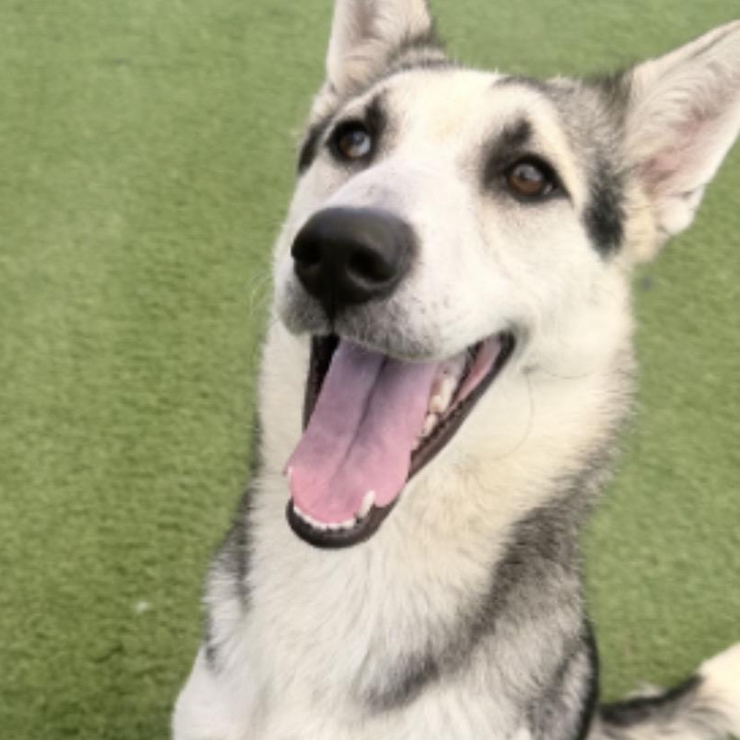 Enlarge Muffin, a Adoptable Husky in Arvada, CO image 1/6
