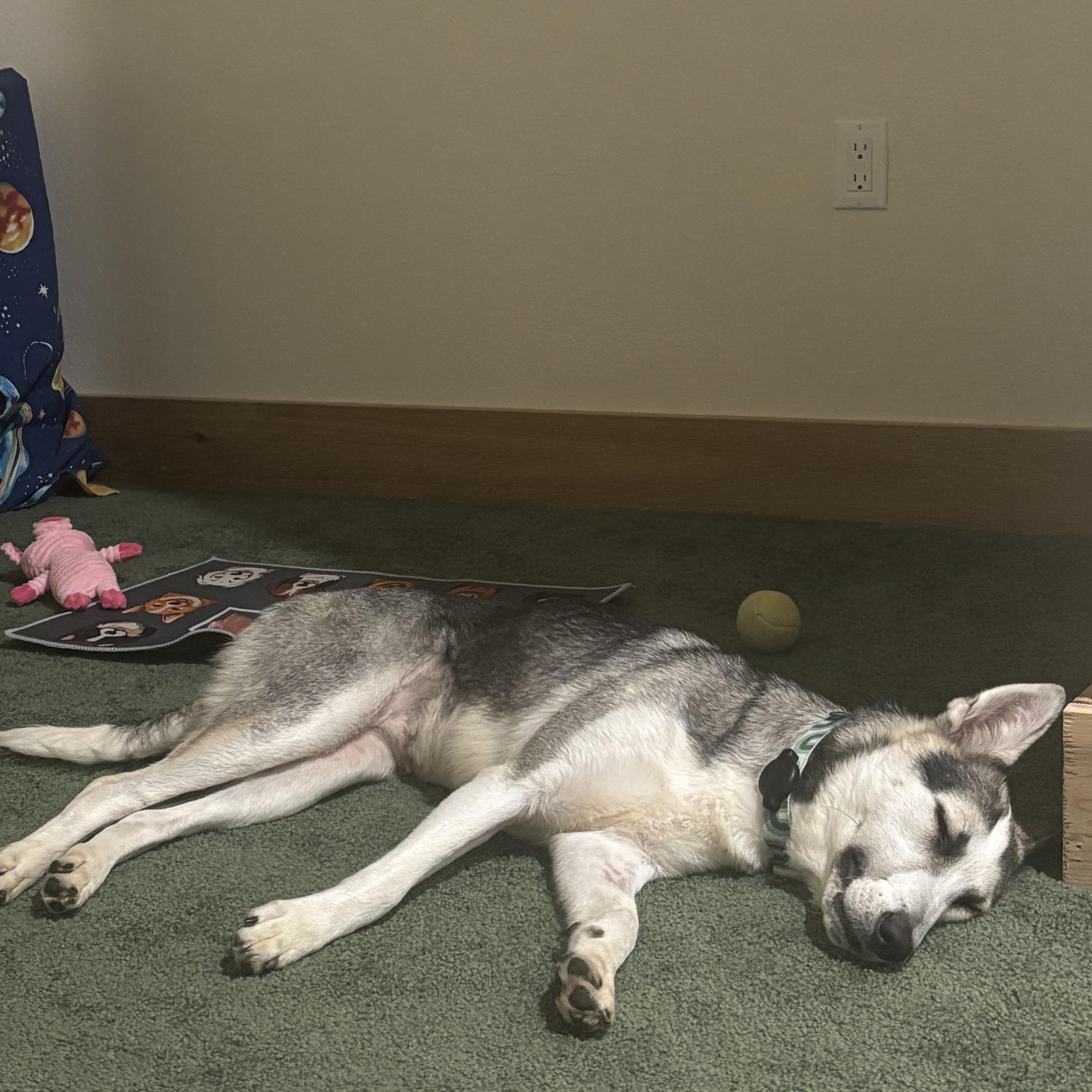 Enlarge Muffin, a Adoptable Husky in Arvada, CO image 4/6