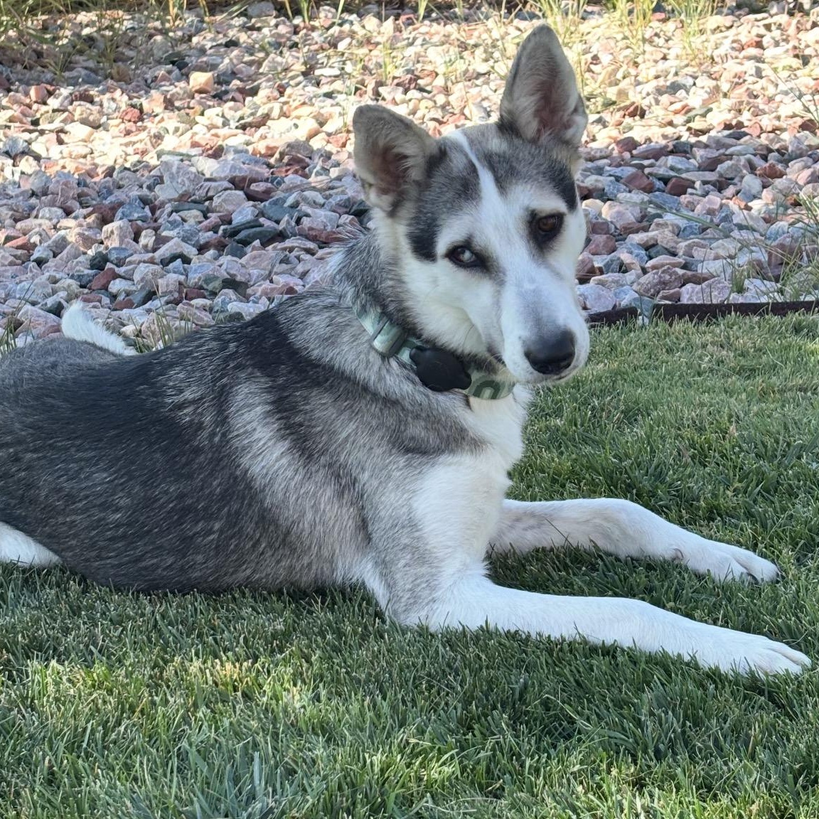 Enlarge Muffin, a Adoptable Husky in Arvada, CO image 5/6