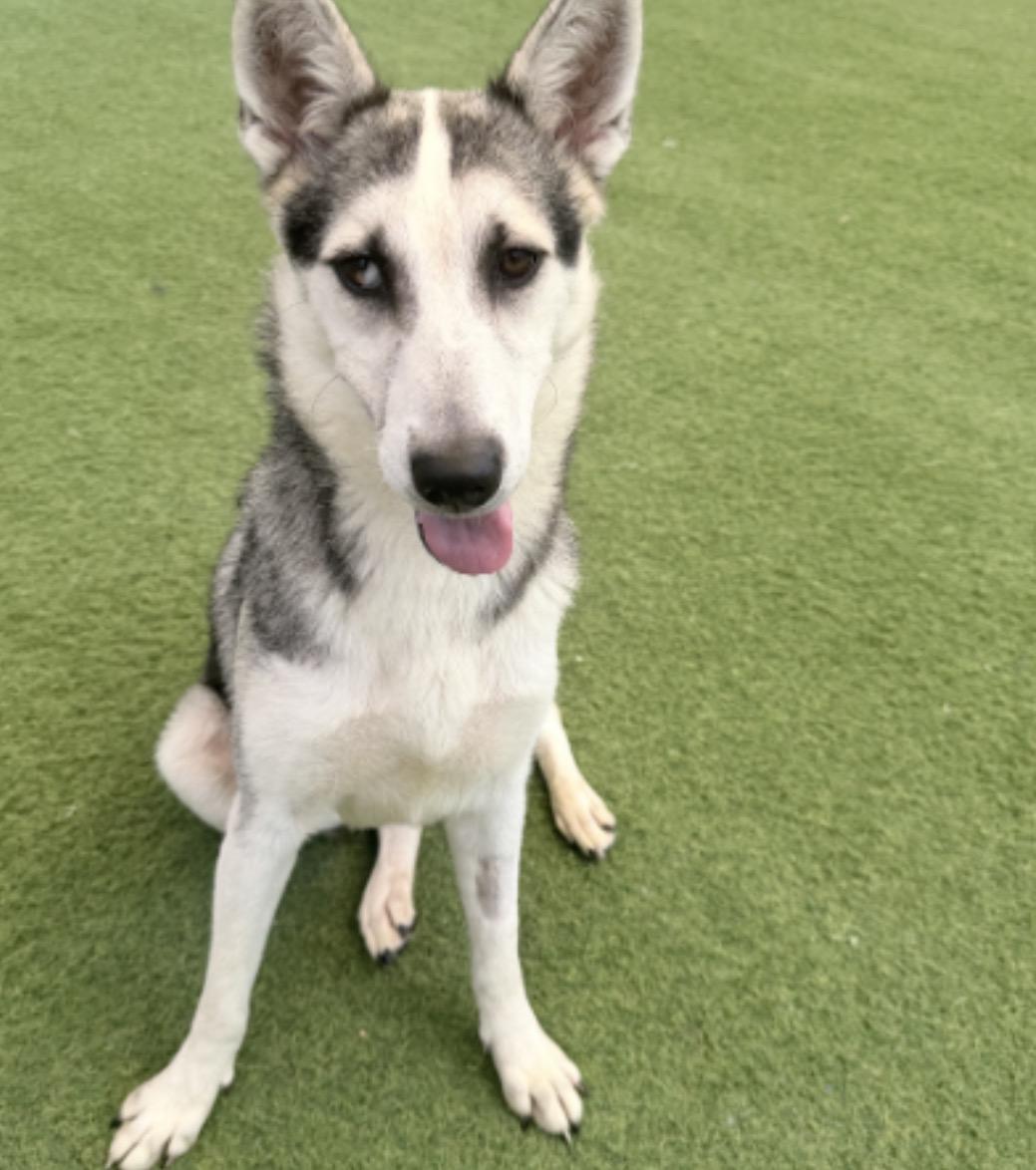 Enlarge Muffin, a Adoptable Husky in Arvada, CO image 2/6