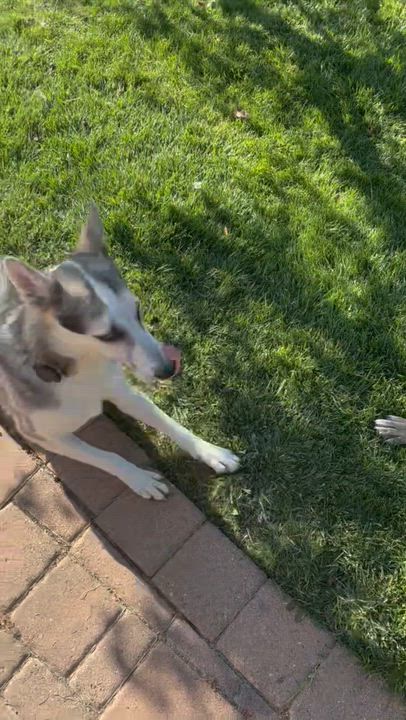 Enlarge Muffin, a Adoptable Husky in Arvada, CO video 6/6