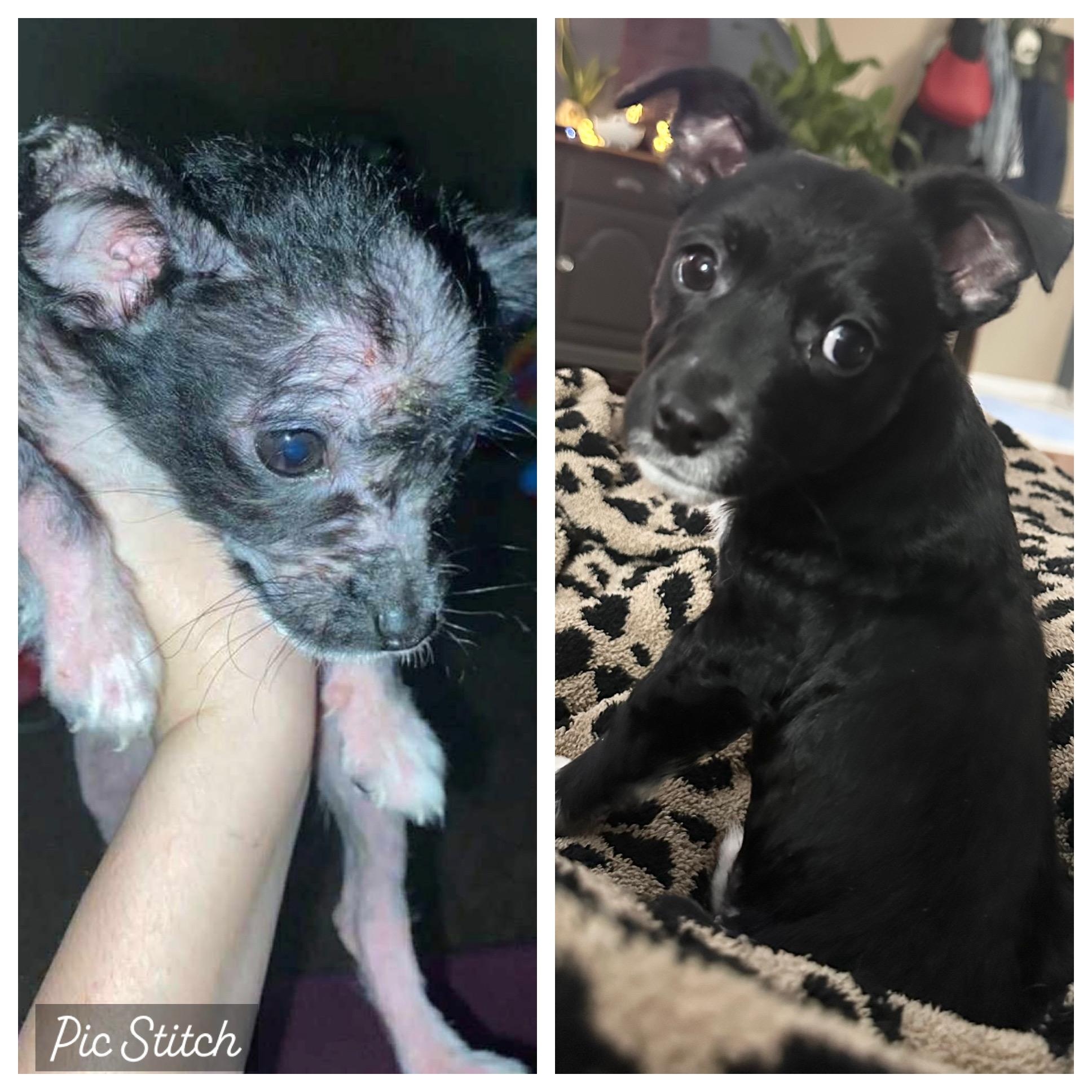 Enlarge Daryl, a ADOPTABLE mixed breed in Lexington, KY image 4/6