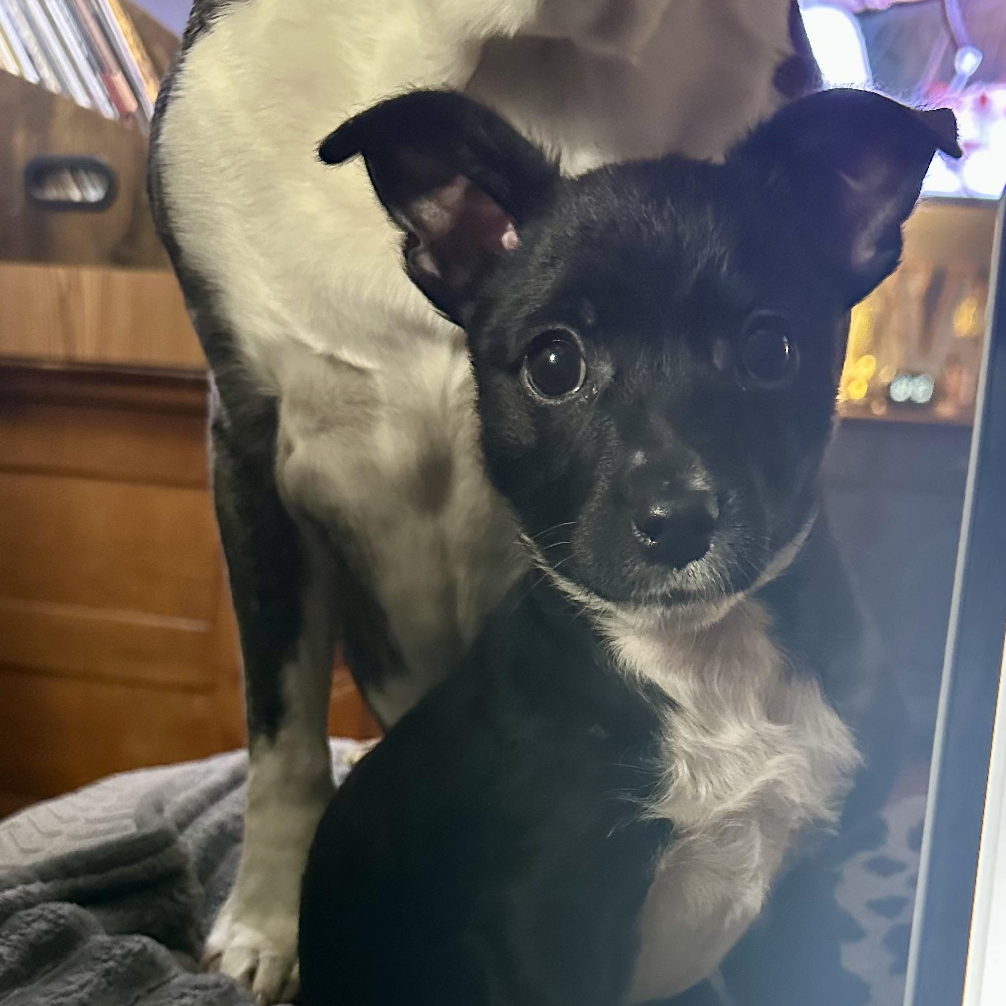 Daryl, ADOPTABLE, Young Male Chihuahua.