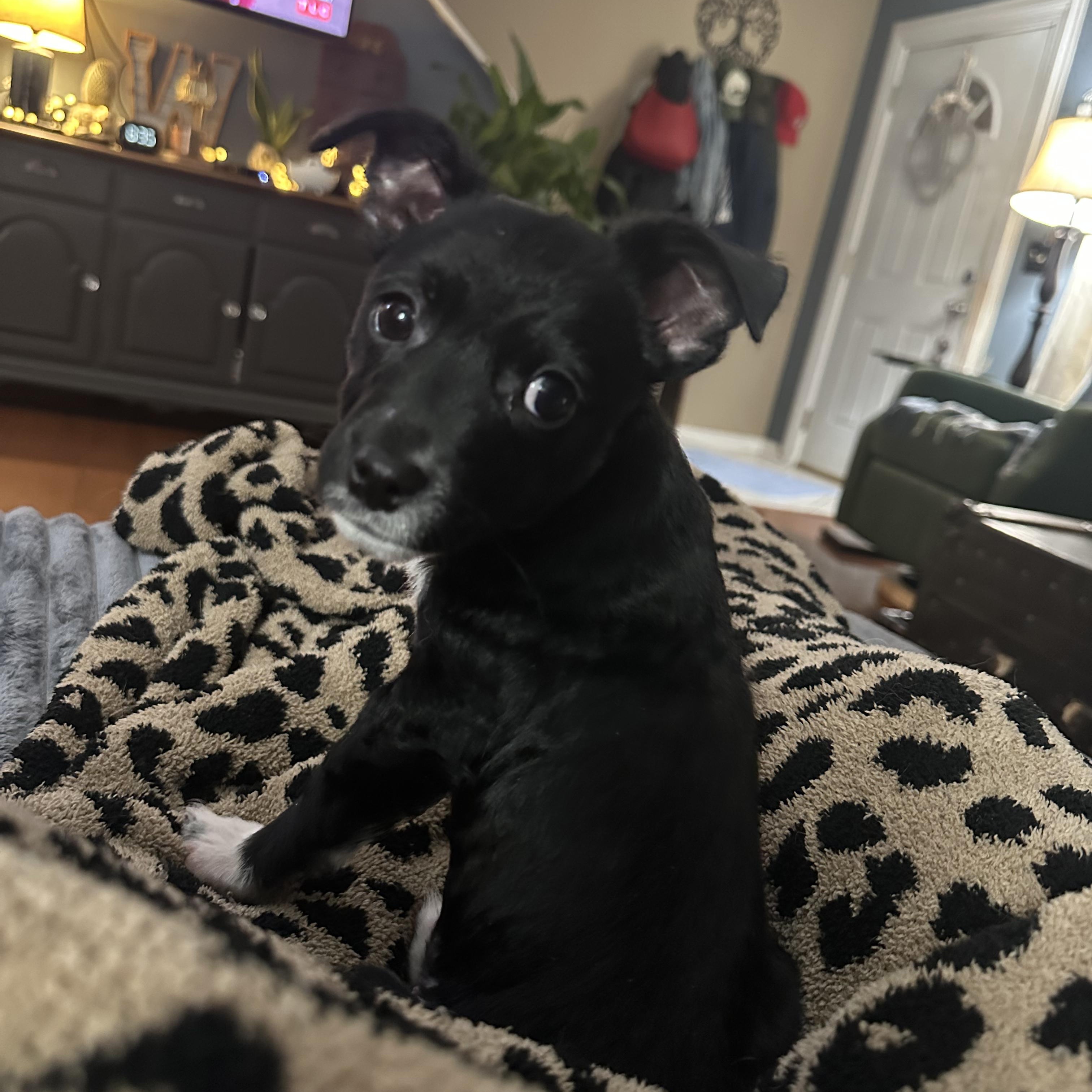 Enlarge Daryl, a ADOPTABLE mixed breed in Lexington, KY image 3/6