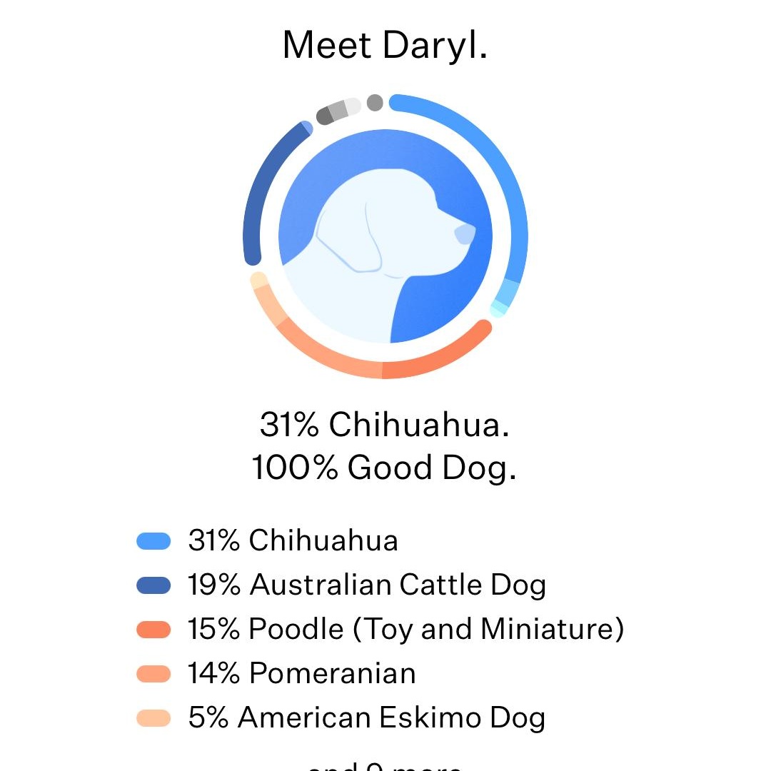 Enlarge Daryl, a ADOPTABLE mixed breed in Lexington, KY image 5/6