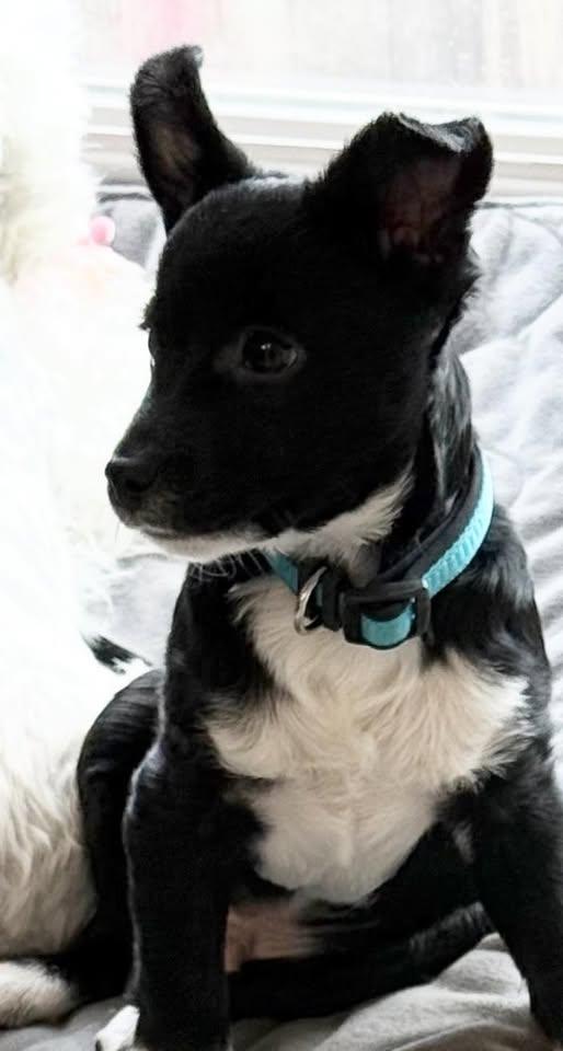 Daryl, ADOPTABLE, Young Male Chihuahua.