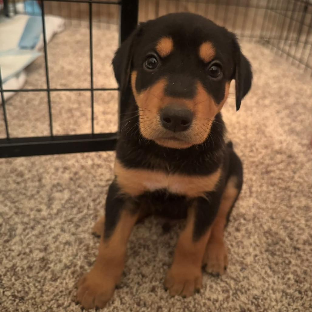 Forest, Adoptable, Puppy Male Border Collie.