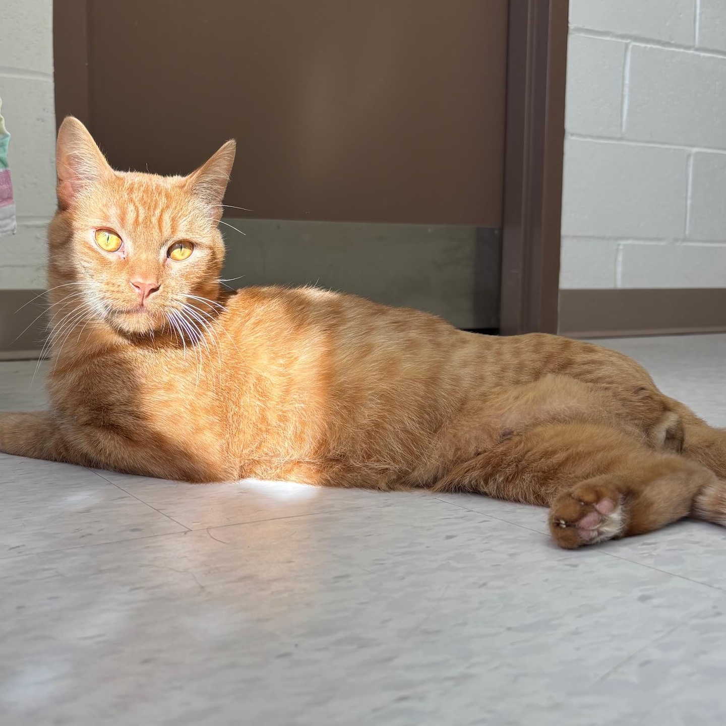 Enlarge Dennis, a Adoptable Domestic Short Hair in Cannington, ON image 1/1