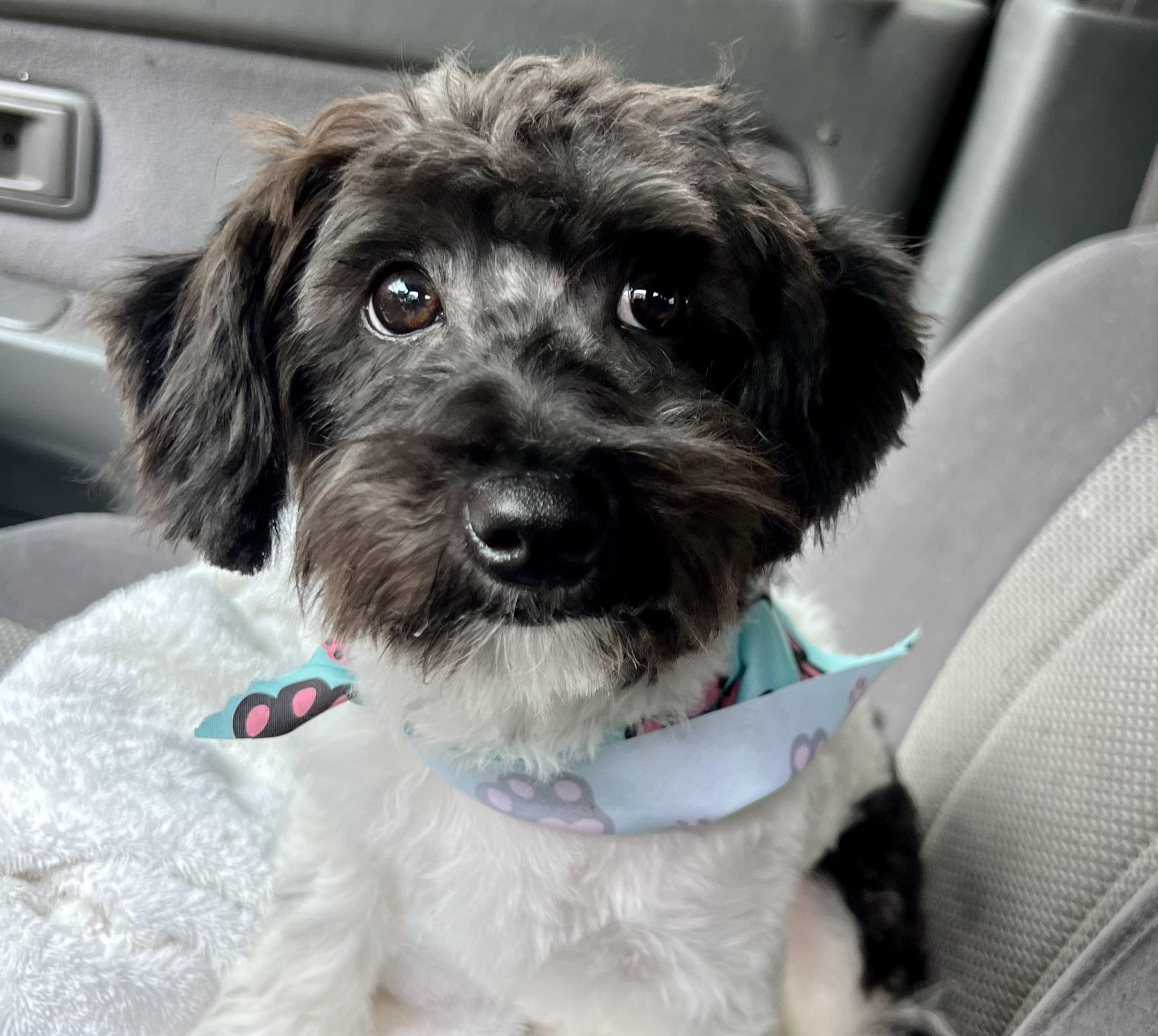 Enlarge Maisie, an adopted mixed breed in Mt Pleasant, SC image 3/6