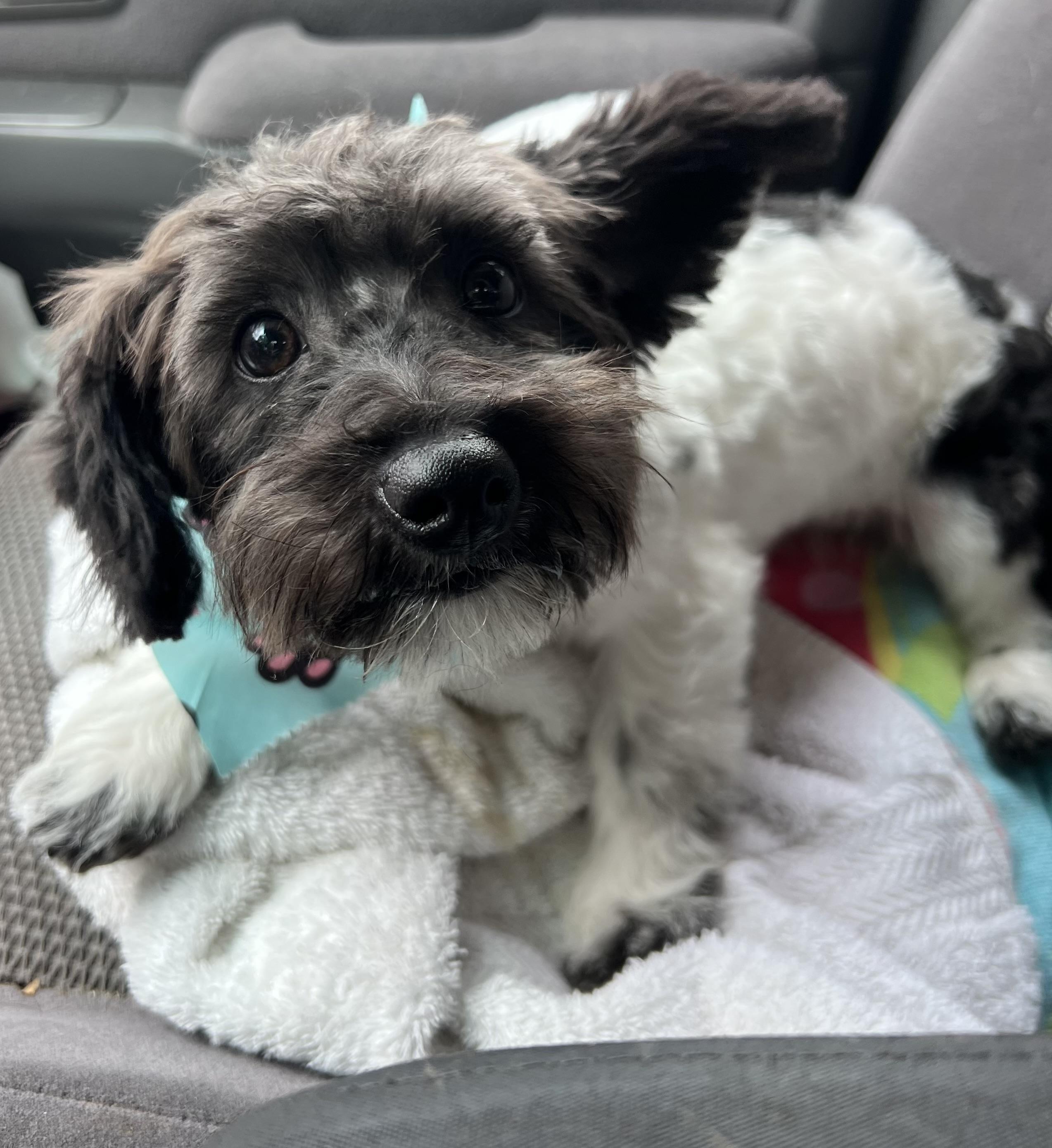 Enlarge Maisie, an adopted mixed breed in Mt Pleasant, SC image 4/6