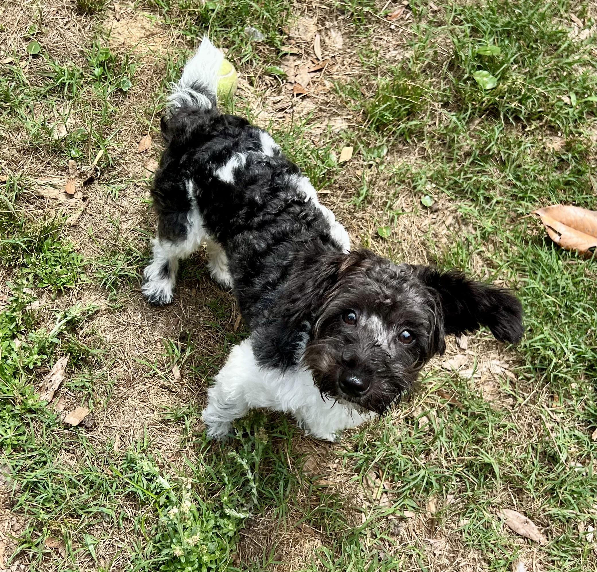 Enlarge Maisie, an adopted mixed breed in Mt Pleasant, SC image 5/6