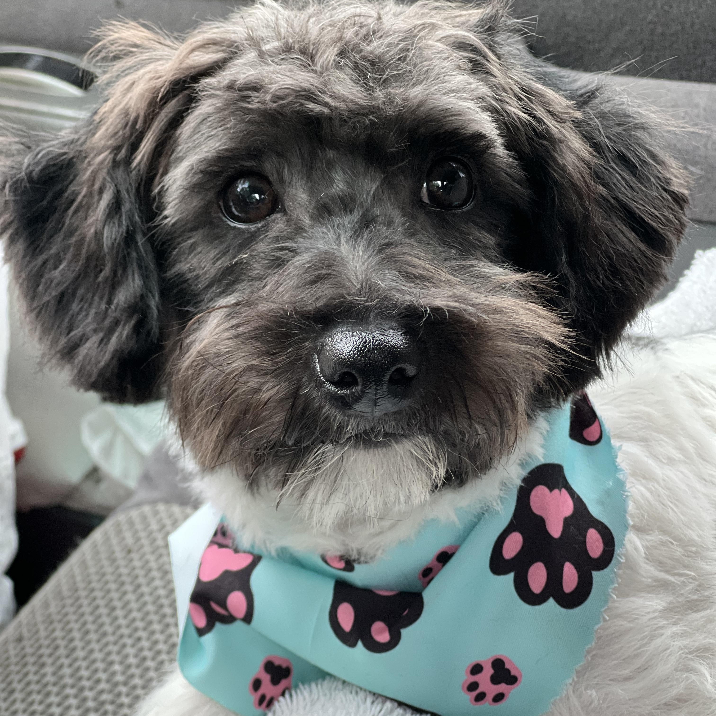 Maisie, adopted, Young Female Poodle.