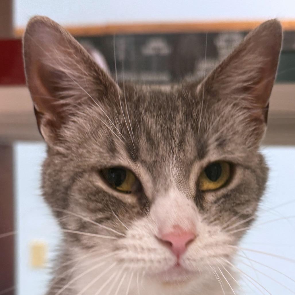 Enlarge Brulee, a Adoptable Domestic Short Hair in Ottawa, KS image 1/1