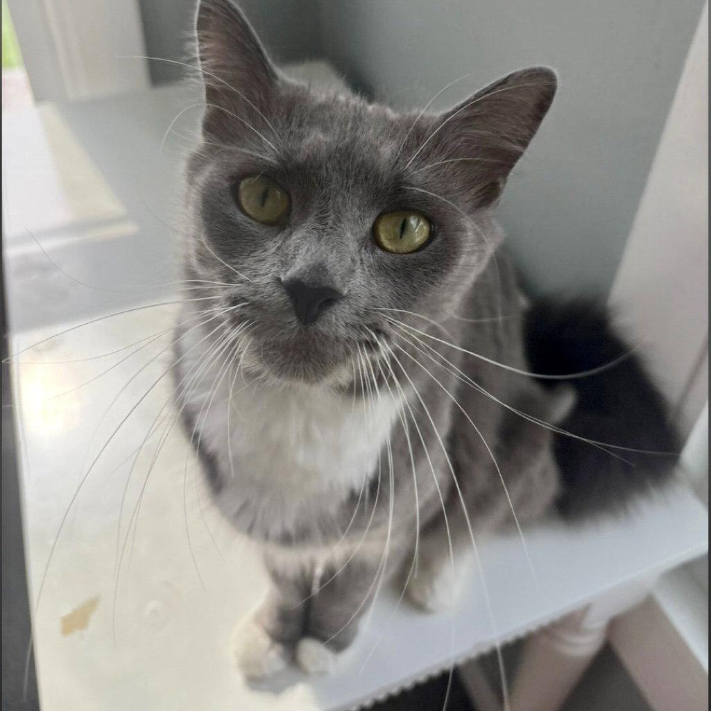 Maggie, Adopted, Adult Female Domestic Short Hair.