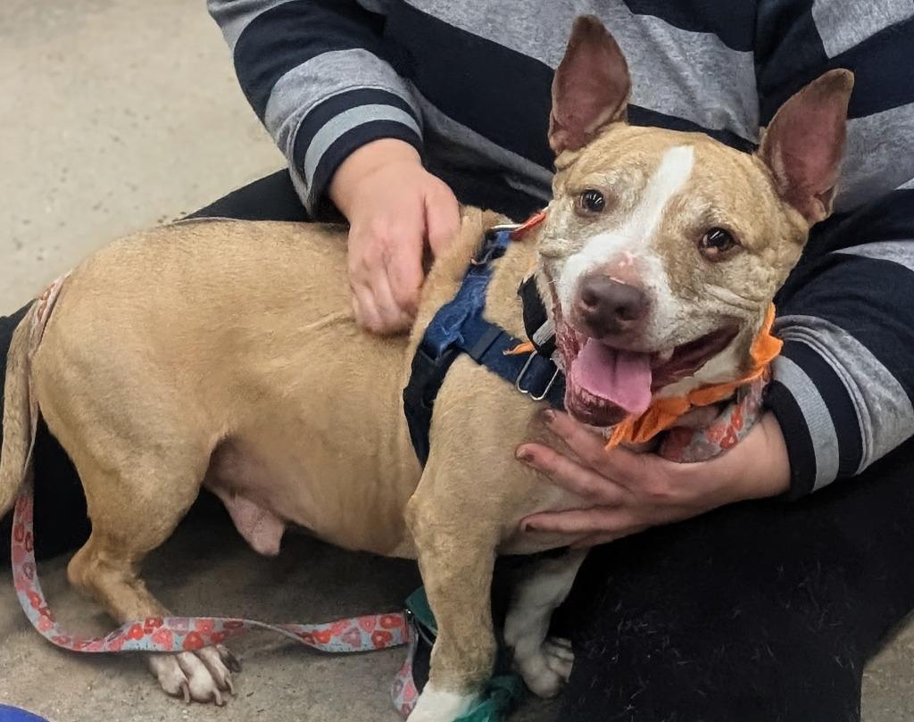 Enlarge Bear, a Adoptable American Staffordshire Terrier in Ewing, NJ image 1/4