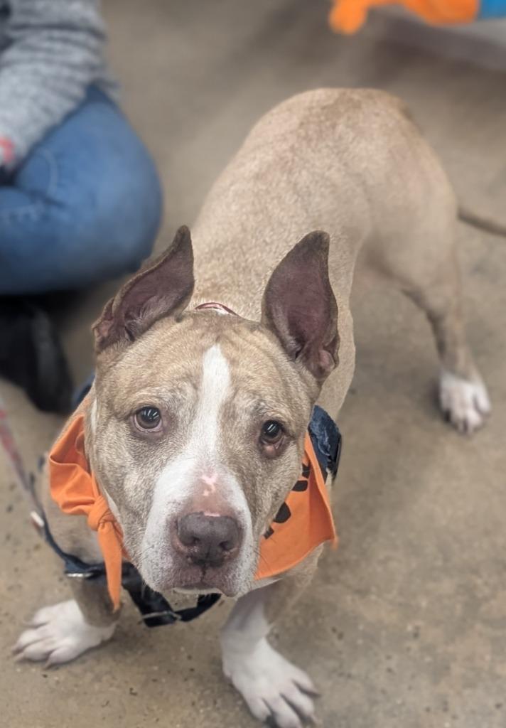 Enlarge Bear, a Adoptable American Staffordshire Terrier in Ewing, NJ image 2/4