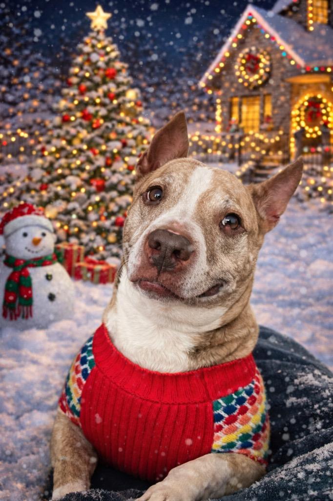 Enlarge Bear, a Adoptable American Staffordshire Terrier in Ewing, NJ image 3/4