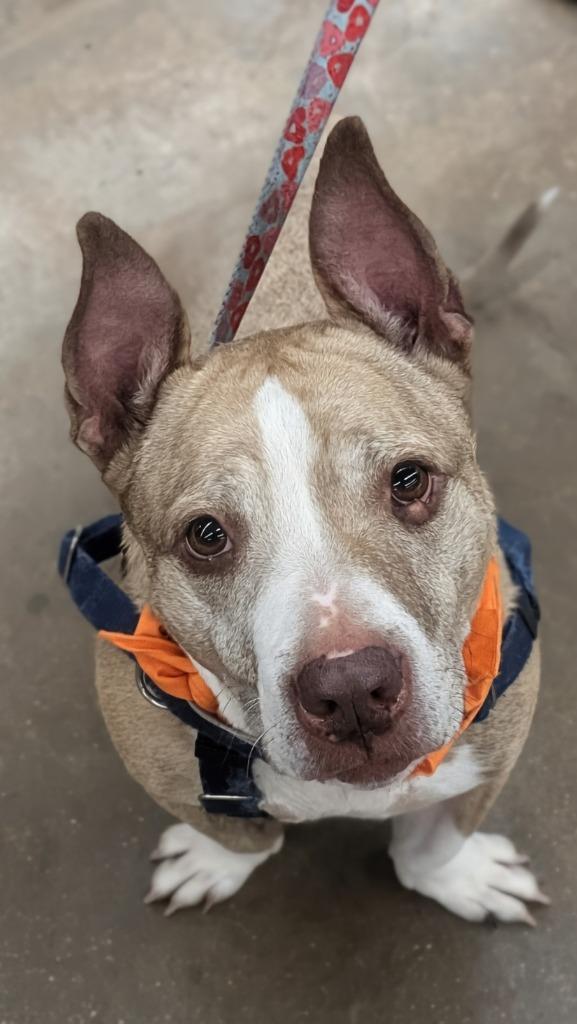 Enlarge Bear, a Adoptable American Staffordshire Terrier in Ewing, NJ image 4/4