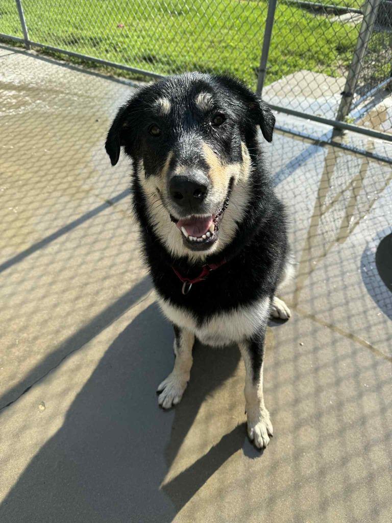 Iggy FKA Macadamia, an adoptable Anatolian Shepherd, Great Pyrenees in Viroqua, WI, 54665 | Photo Image 1
