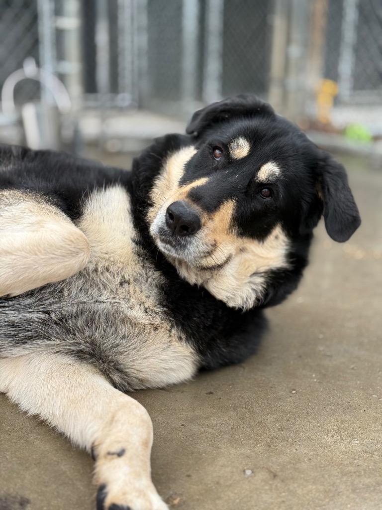Iggy, Adoptable, Adult Female Anatolian Shepherd & Great Pyrenees.