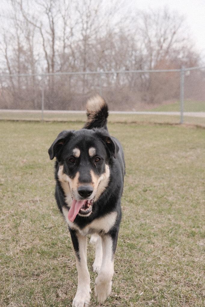 Iggy, a Adoptable mixed breed in Viroqua, WI image 1/6