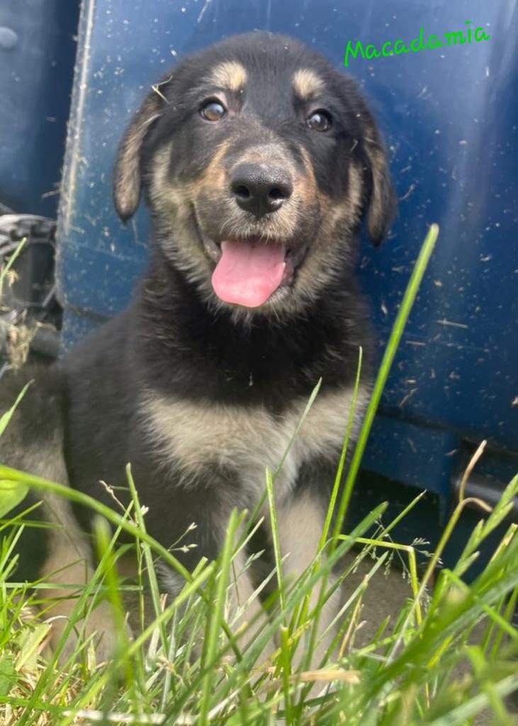 Enlarge Iggy, a Adoptable mixed breed in Viroqua, WI image 2/6