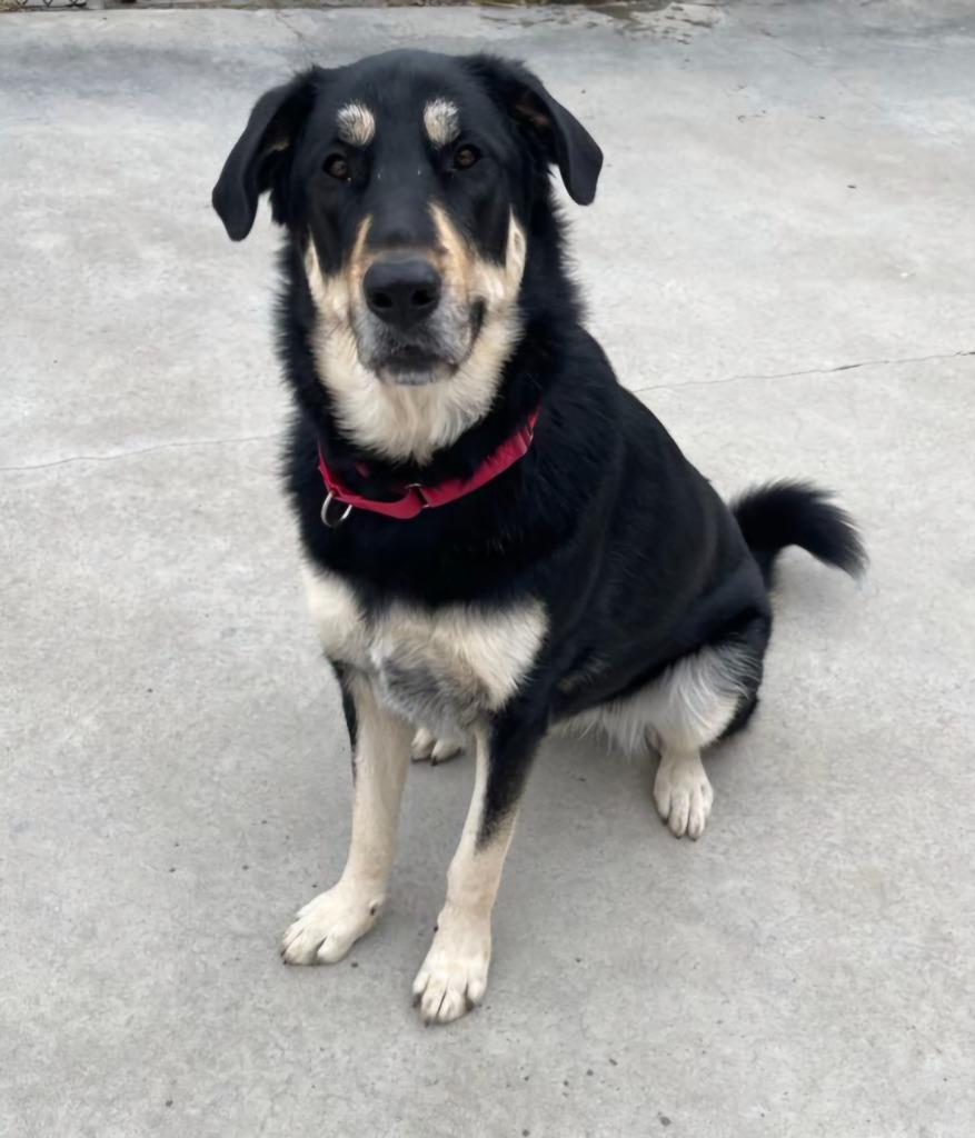 Enlarge Iggy, a Adoptable mixed breed in Viroqua, WI image 3/6