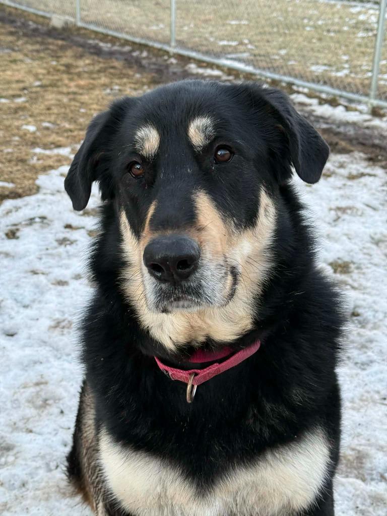 Enlarge Iggy, a Adoptable mixed breed in Viroqua, WI image 5/6