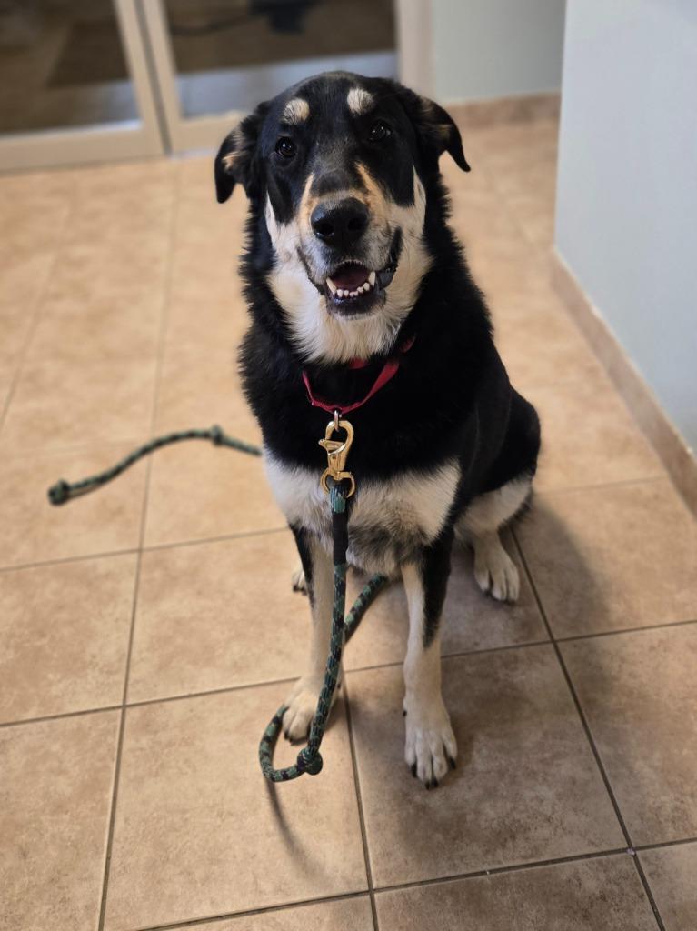 Iggy, a Adoptable mixed breed in Viroqua, WI image 4/6