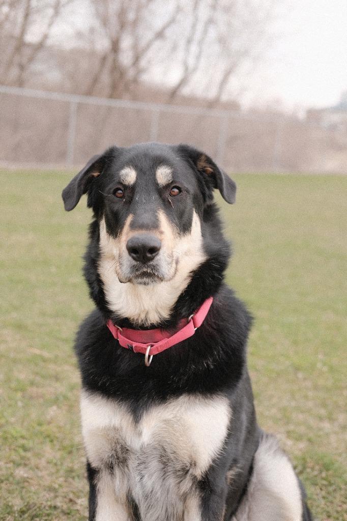 Iggy, a Adoptable mixed breed in Viroqua, WI image 5/6