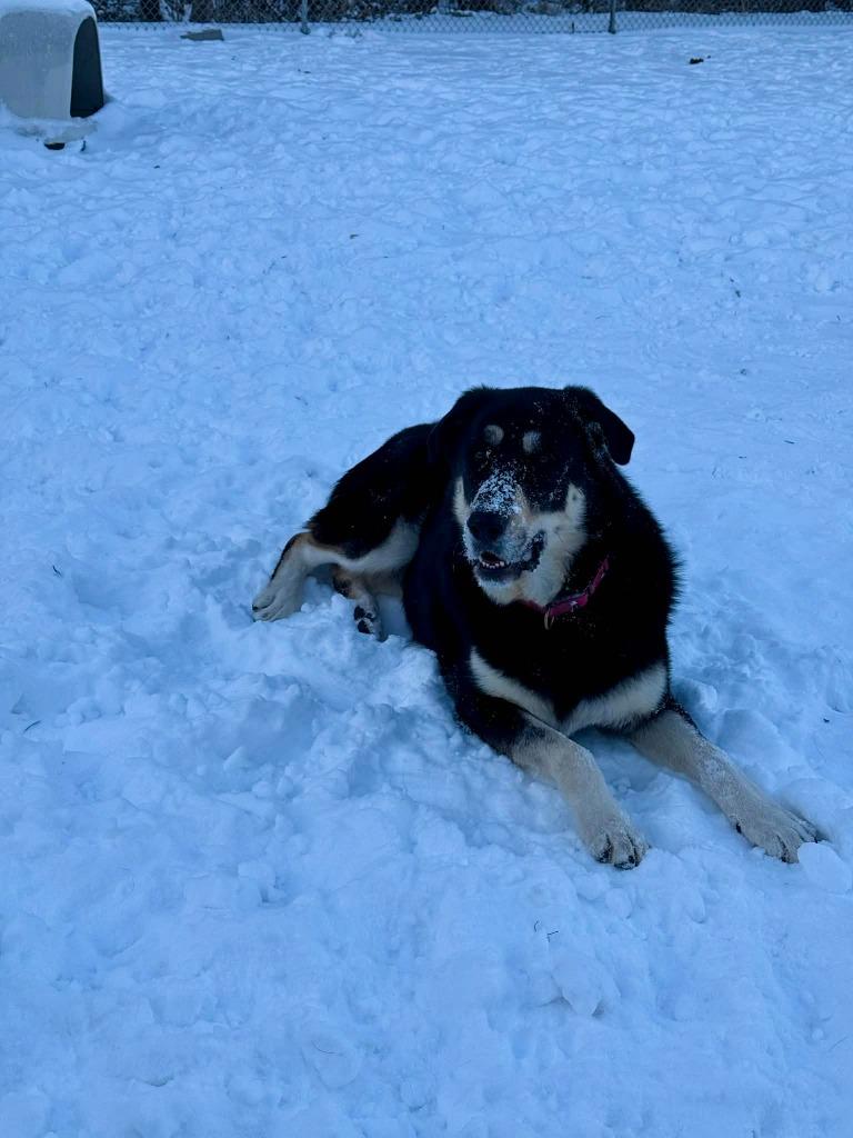Iggy, a Adoptable mixed breed in Viroqua, WI image 6/6