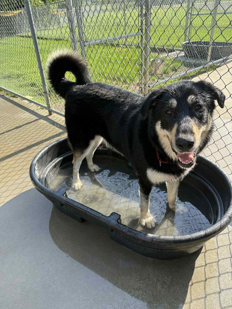 Enlarge Iggy, a Adoptable mixed breed in Viroqua, WI image 6/6