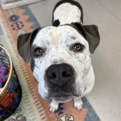 Camper, Adoptable, Adult Male Pit Bull Terrier & Mixed Breed.