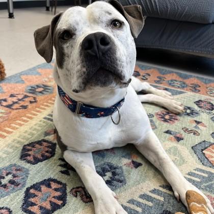 Camper, a Adoptable mixed breed in Wheaton, IL image 2/3