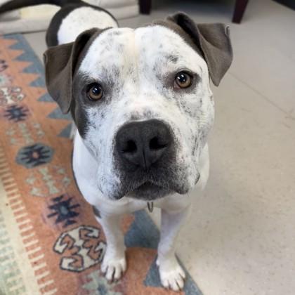 Camper, a Adoptable mixed breed in Wheaton, IL image 3/3