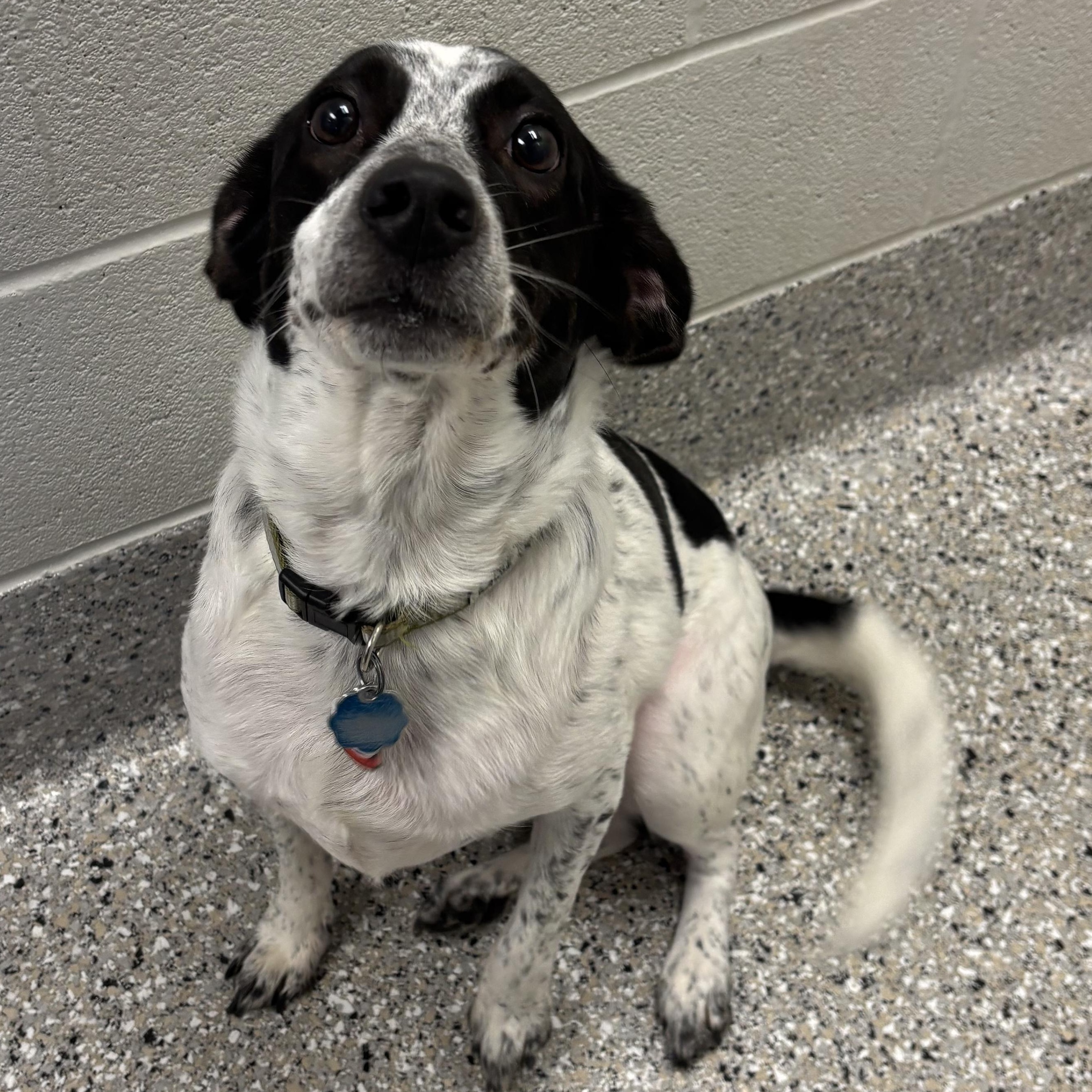 Bandit, Adoptable, Young Male Beagle & Shepherd.